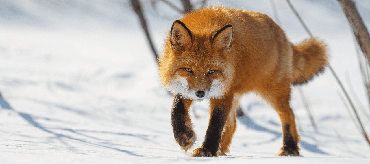 Fox